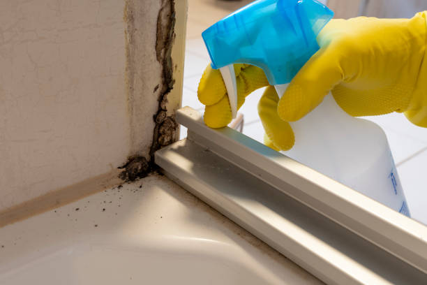 Best Professional Mold Removal  in Minnetrista, MN