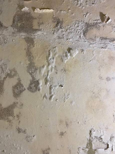 Best Crawl Space Mold Removal  in Minnetrista, MN