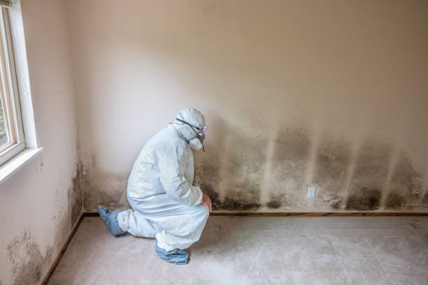 Best Attic Mold Removal  in Minnetrista, MN