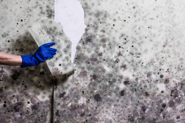 Best Mold Testing and Removal  in Minnetrista, MN