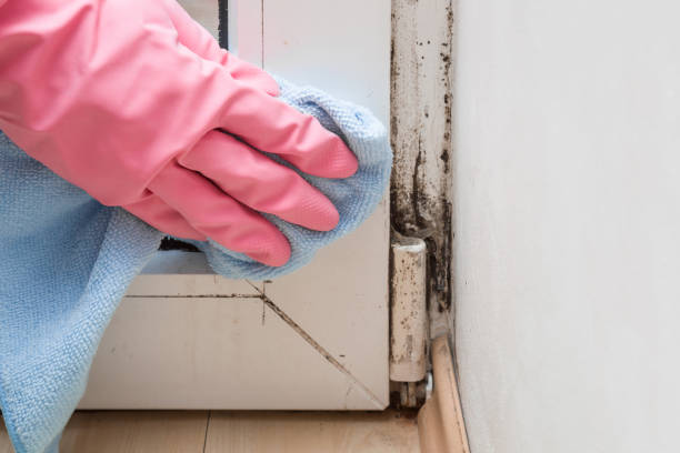 Best Local Mold Removal Service  in Minnetrista, MN